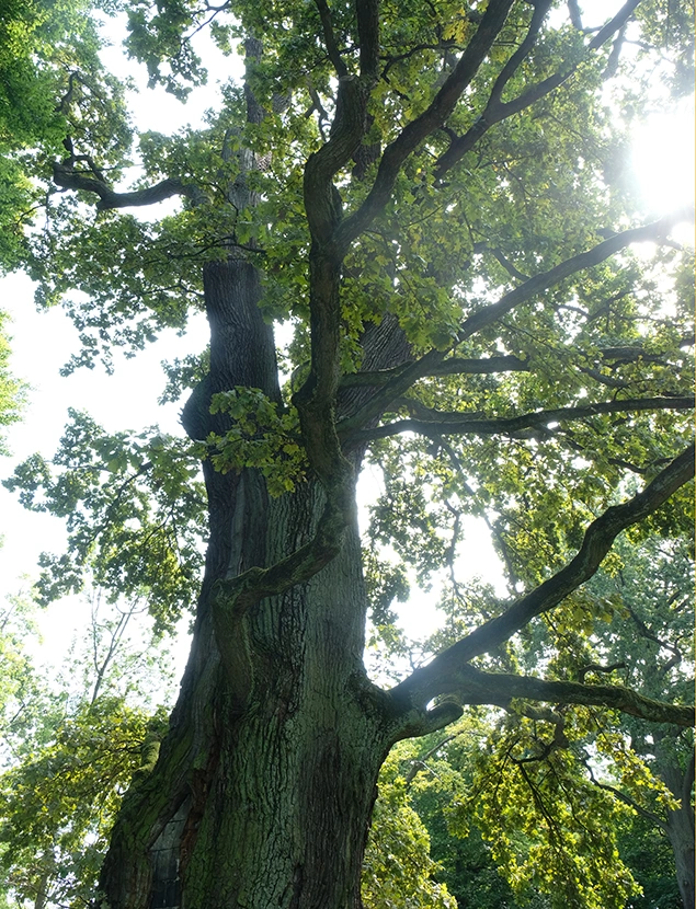 Baumkontrolle FLL-zertifiziert | Wolfgang Wolfi Wetscher | Tiroler Unterland