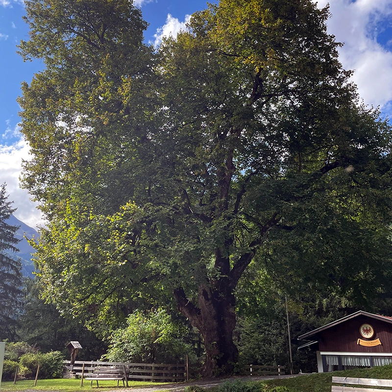 Strauchschnitt Tirol