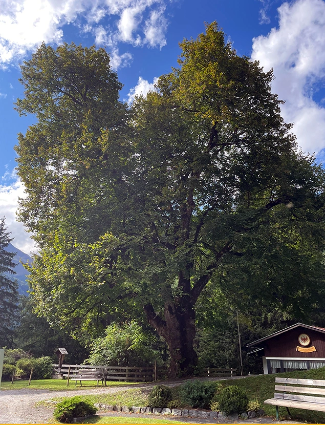 Baumpflege Wolfgang Wolfi Wetscher | Tiroler Unterland