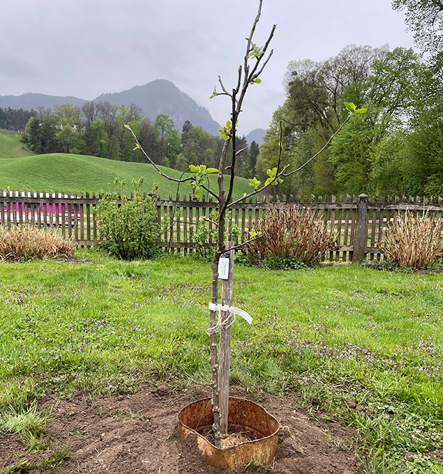Hilfe beim Anlagen von Streuobstwiesen Wolfgang Wolfi Wetscher | Tiroler Unterland