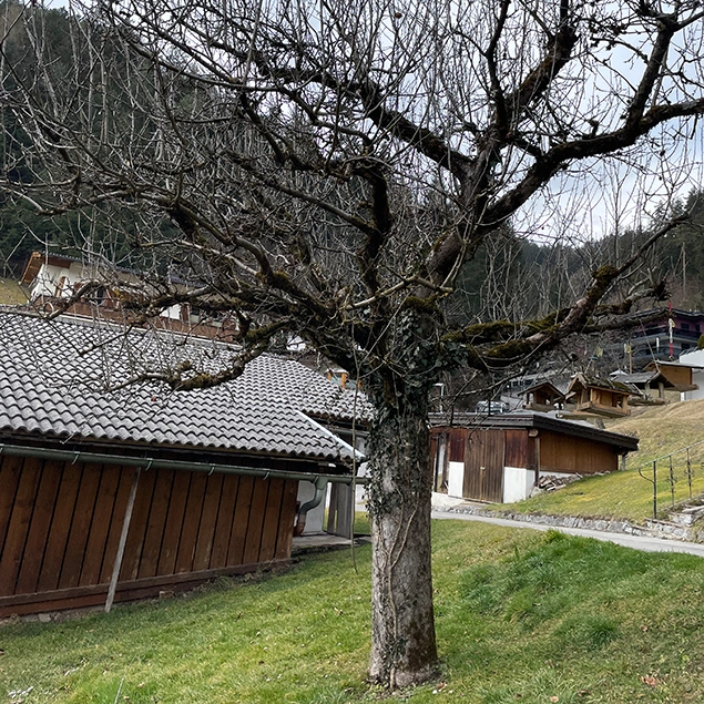 Obstbaumpflege Wolfgang Wolfi Wetscher | Tiroler Unterland