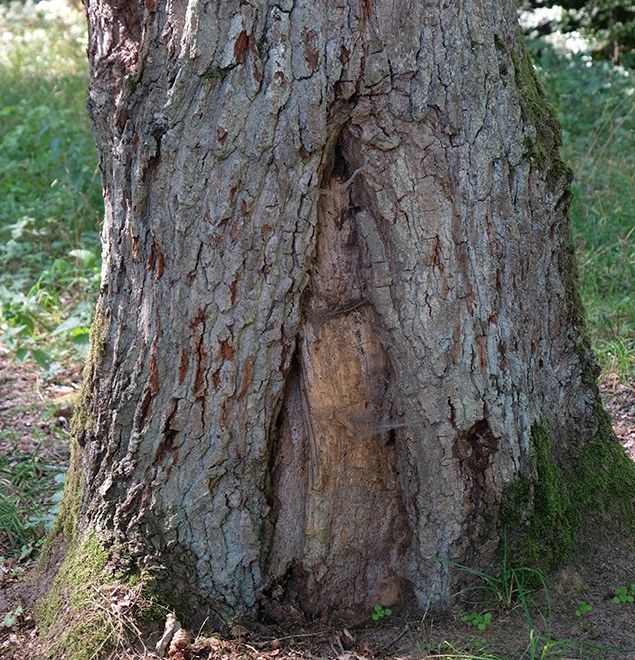 Baumkontrolle, rechtliche Grundlagen Wolfgang Wolfi Wetscher | Tiroler Unterland
